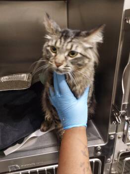 Domestic Medium Hair Cats Available for Adoption in Winder, Georgia - 2026-05-040  *Handsome* | PetCurious