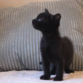 Pennywise -  Domestic Short Hair Cat for Adoption in Goleta, California - Pennywise | PetCurious