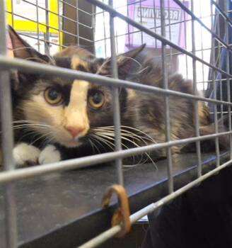 UKULELE -  Domestic Long Hair Cat for Adoption in Tulsa, Oklahoma - UKULELE | PetCurious