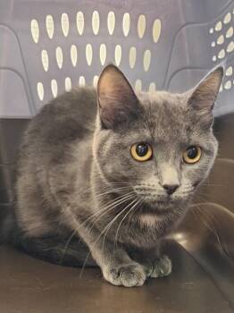 Peggy -  Domestic Short Hair Cat for Adoption in Grand Forks, North Dakota - Peggy | PetCurious