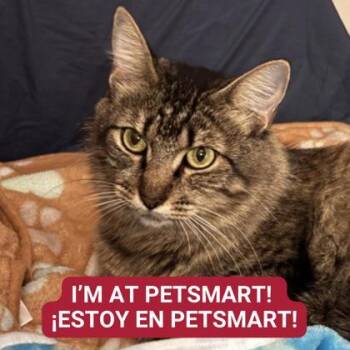 Rescue Domestic Short Hair Cats for Adoption in Carrollton, Texas - Mother Goose | PetCurious