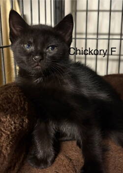 Rescue Domestic Short Hair Cats for Adoption in White Bluff, Tennessee - Chickory | PetCurious