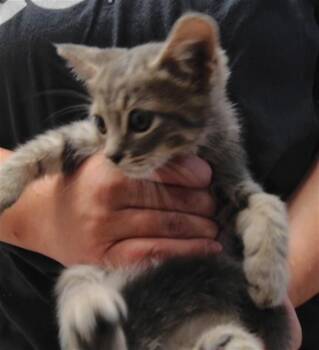 NICO -  Domestic Medium Hair and Domestic Short Hair Cat for Adoption in Albuquerque, New Mexico - NICO | PetCurious