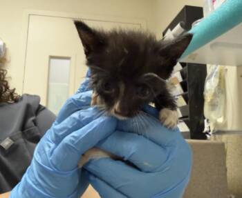 CUCUMBER -  Domestic Short Hair Cat for Adoption in Riverside, California - CUCUMBER | PetCurious