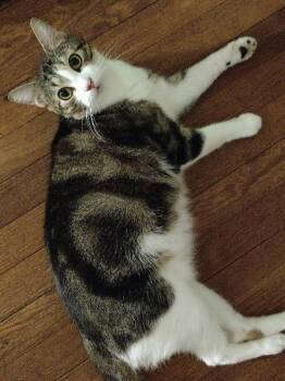 Domestic Short Hair Cats Available for Adoption in Pineville, Louisiana - Bean | PetCurious