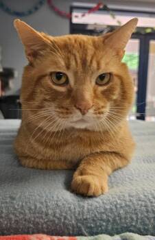 Milo -  Domestic Short Hair Cat for Adoption in Lovingston, Virginia - Milo | PetCurious