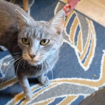 Gigi -  Domestic Short Hair Cat for Adoption in Las Vegas, Nevada - Gigi | PetCurious