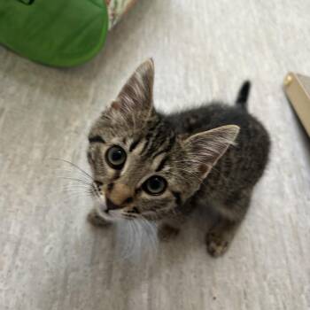 Crumb -  Domestic Short Hair Cat for Adoption in Muncie, Indiana - Crumb | PetCurious