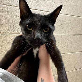 Batty -  Domestic Short Hair Cat for Adoption in Gadsden, Alabama - Batty | PetCurious