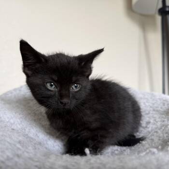 Kermit -  Domestic Short Hair Cat Available for Adoption in Jacksonville, Florida - Kermit | PetCurious