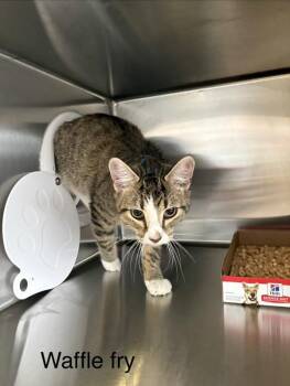 Domestic Short Hair Cats Available for Adoption - Waffle Fry | PetCurious