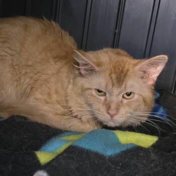 Mowgli -  Domestic Short Hair Cat for Adoption in Fort Wayne, Indiana - Mowgli | PetCurious