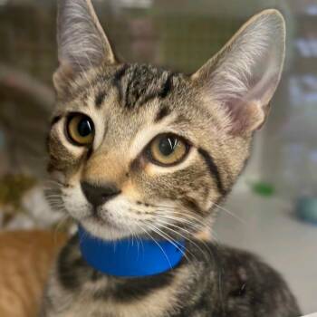 Pez -  Domestic Short Hair Cat for Adoption in Buffalo, New York - Pez | PetCurious