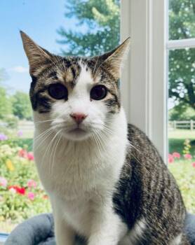 American Shorthair Cats Available for Adoption - Jimi | PetCurious