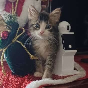 Rescue Domestic Long Hair and Maine Coon Cats for Adoption in Pompano Beach, Florida - Parker | PetCurious