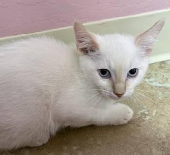 Dan -  Domestic Short Hair Cat for Adoption in Fountain Hills, Arizona - Dan | PetCurious