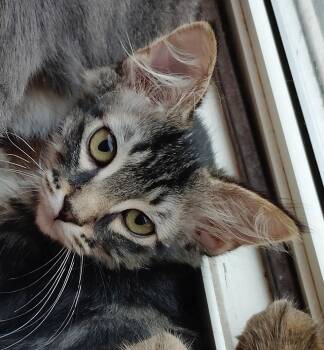 Jonathan (bonded with Little Marci) -  Domestic Short Hair Cat for Adoption in Silverton, Oregon - Jonathan (bonded With Little Marci) | PetCurious