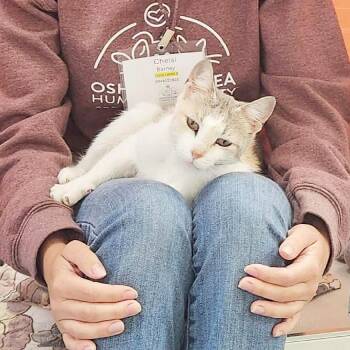 Myrtle -  Domestic Short Hair Cat for Adoption in Oshkosh, Wisconsin - Myrtle | PetCurious