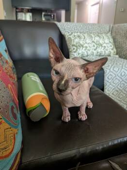 Sphynx Hairless Cat Cats Available for Adoption in Sunrise, Florida - Gabby | PetCurious