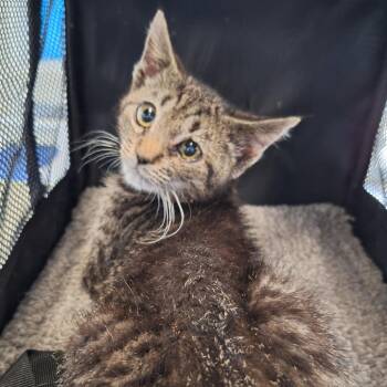Doobert -  Domestic Short Hair Cat for Adoption in Montgomery, Alabama - Doobert | PetCurious