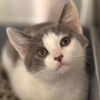 Cloudy -  Domestic Short Hair Cat for Adoption in Cumming, Georgia - Cloudy | PetCurious
