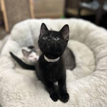 Open Late -  Domestic Short Hair Cat for Adoption in Davenport, Iowa - Open Late | PetCurious