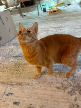 Angel -  Domestic Short Hair Cat for Adoption in Manhattan, Kansas - Angel | PetCurious