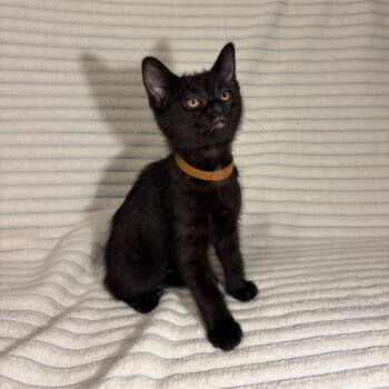 Malakai -  Domestic Short Hair Cat for Adoption in Normal, Illinois - Malakai | PetCurious