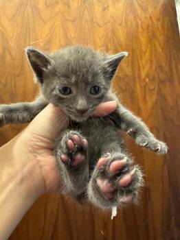 Dudley -  Domestic Short Hair Cat Available for Adoption in Johnson City, Tennessee - Dudley | PetCurious