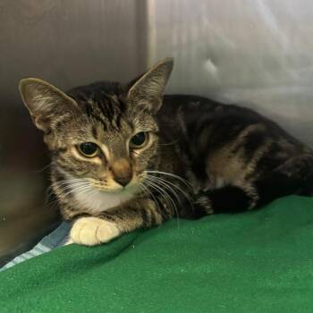 Noodle -  Domestic Short Hair Cat for Adoption in Lakeland, Florida - Noodle | PetCurious