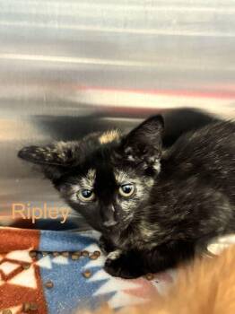Ripley -  Domestic Short Hair Cat for Adoption in Hilton Head Island, South Carolina - Ripley | PetCurious