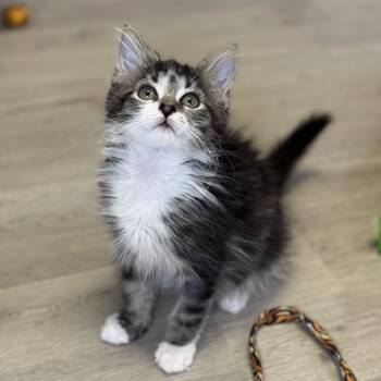 Rescue Domestic Short Hair Cats for Adoption in Asheville, North Carolina - Archer | PetCurious
