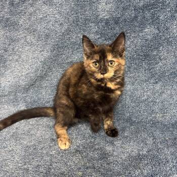 Pixie -  Domestic Short Hair Cat for Adoption in Waterloo, Iowa - Pixie | PetCurious