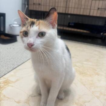 Domestic Short Hair Cats Available for Adoption in Fort Lauderdale, Florida - Pearl | PetCurious