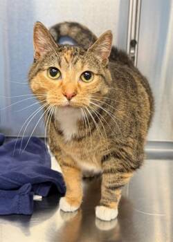LULU LIME -  Domestic Short Hair Cat for Adoption in Minneapolis, Minnesota - LULU LIME | PetCurious