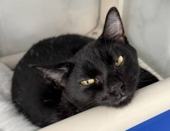 Domestic Short Hair Cats Available for Adoption - Skipper | PetCurious