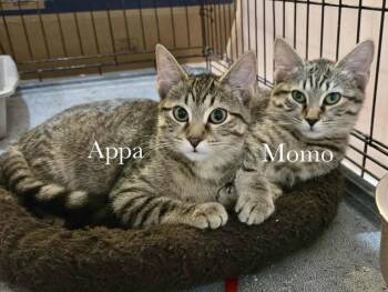 Appa & Momo -  Domestic Short Hair Cat for Adoption in Cincinnati, Ohio - Appa & Momo | PetCurious