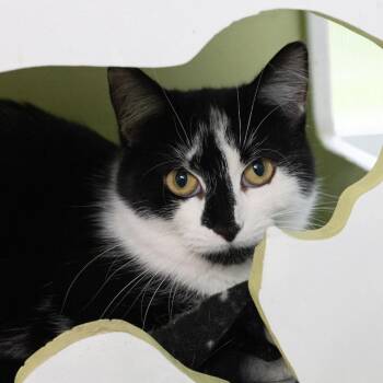 Domestic Short Hair Cats Available for Adoption in Mckean, Pennsylvania - April | PetCurious