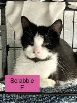 Scrabble -  Domestic Long Hair Cat for Adoption in Sneads Ferry, North Carolina - Scrabble | PetCurious