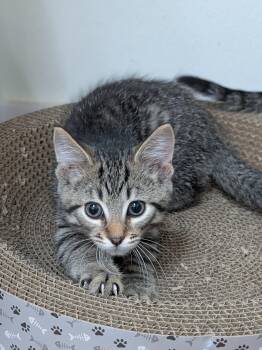 TC -  Domestic Short Hair Cat Available for Adoption in Decatur, Illinois - TC | PetCurious