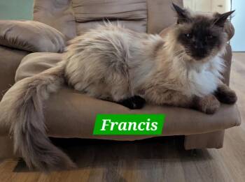 Rescue Domestic Medium Hair Cats for Adoption in Manchester, Tennessee - Francis | PetCurious