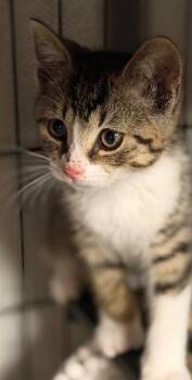 Levi -  Domestic Short Hair Cat for Adoption - Levi | PetCurious
