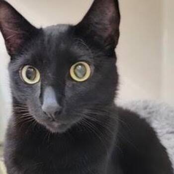 Thor -  Domestic Short Hair Cat for Adoption in Green Valley, Arizona - Thor | PetCurious