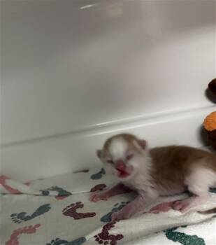 MARTY -  Domestic Short Hair Cat for Adoption in Dallas, Texas - MARTY | PetCurious