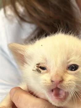 Domestic Short Hair Cats Available for Adoption - A650463 | PetCurious