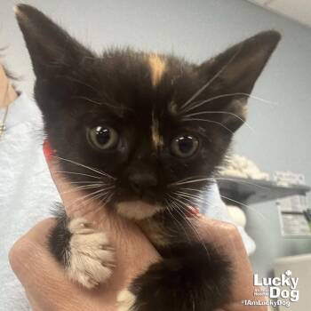 Domestic Short Hair Cats Available for Adoption in Washington, District Of Columbia - Cove | PetCurious