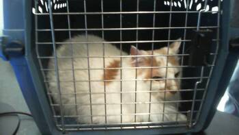 Domestic Medium Hair Cats Available for Adoption in Charlotte, North Carolina - MILLO | PetCurious