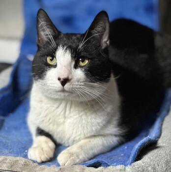 Domestic Short Hair Cats Available for Adoption in Newtown Square, Pennsylvania - Purrlock Holmes | PetCurious
