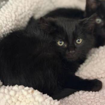 Baby Face -  Domestic Short Hair Cat for Adoption in Cumming, Georgia - Baby Face | PetCurious