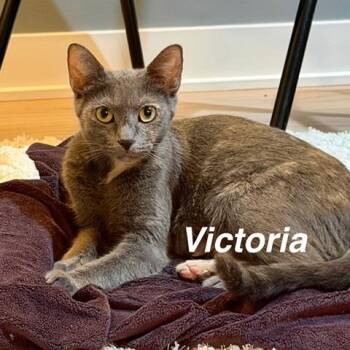 Victoria -  Domestic Short Hair Cat for Adoption in Wheeling, Illinois - Victoria | PetCurious